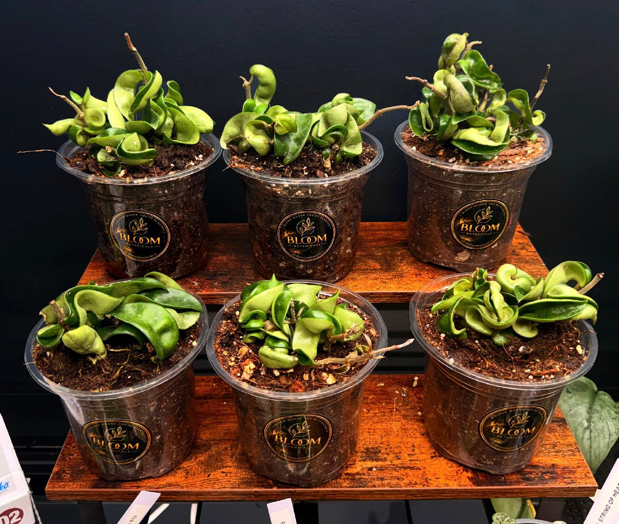 Hoya