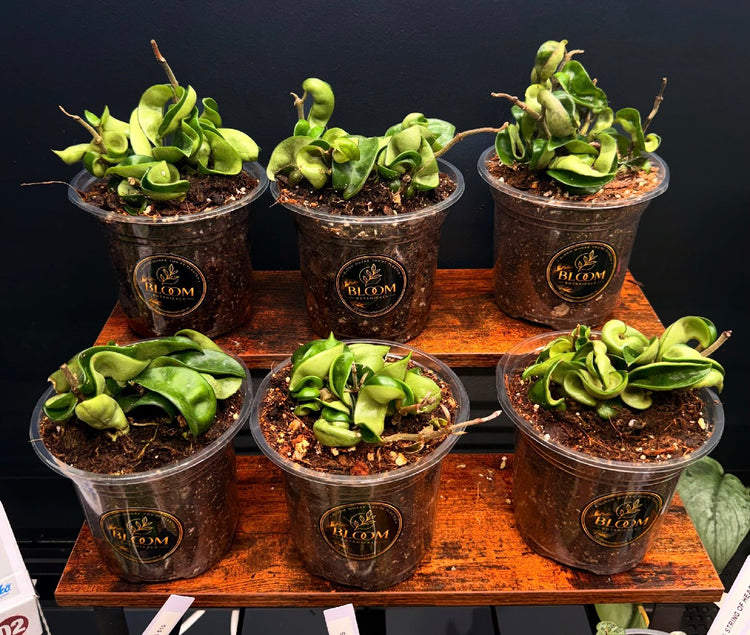 Hoya