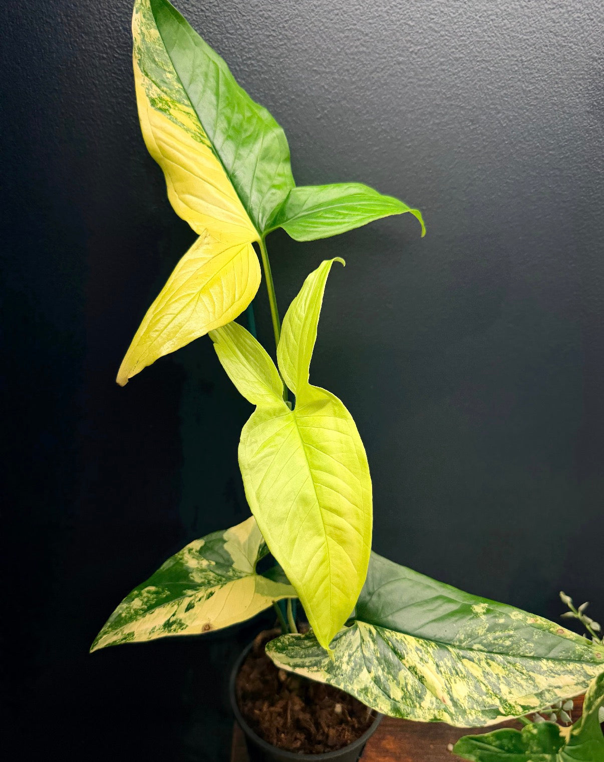 Syngonium