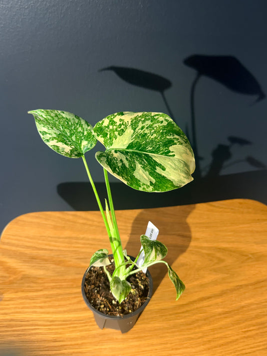 Monstera D. Crème Brûlée
