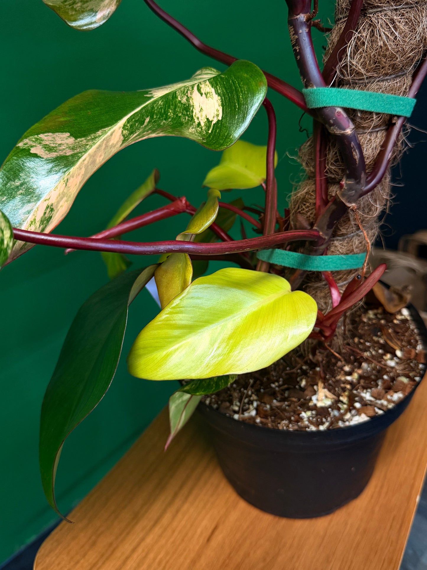 Philodendron Strawberry Shake