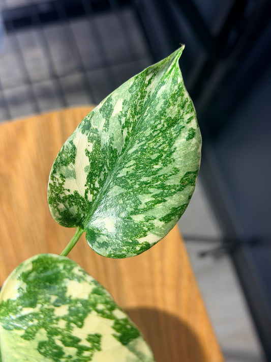 Monstera D. Crème Brûlée