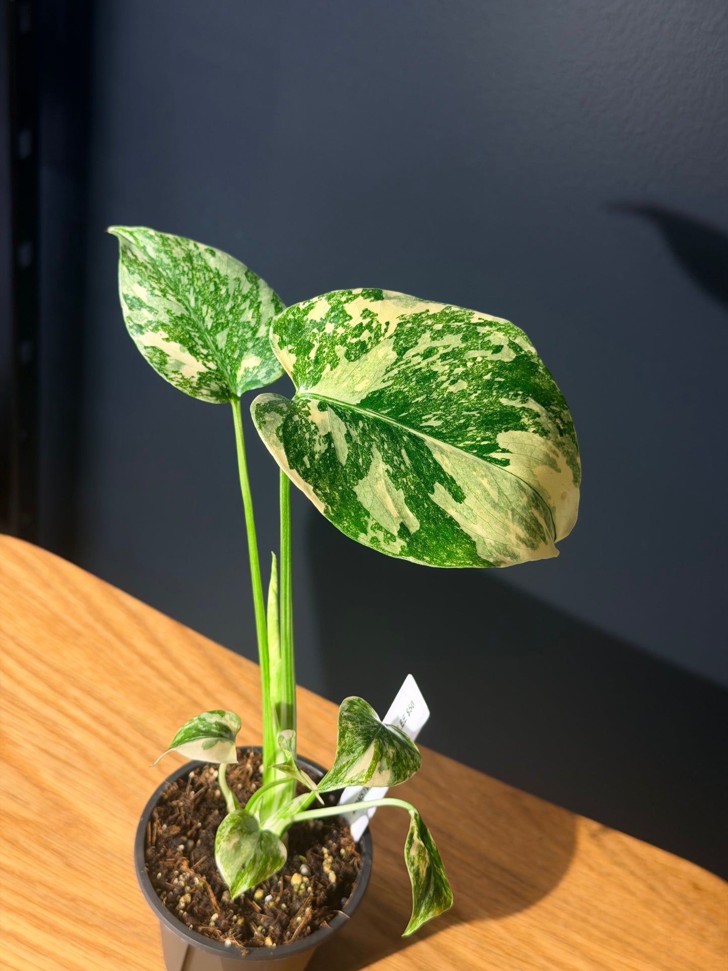 Monstera D. Crème Brûlée