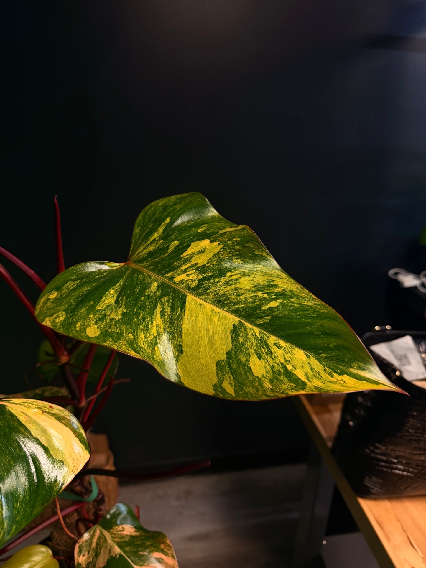 Philodendron Strawberry Shake