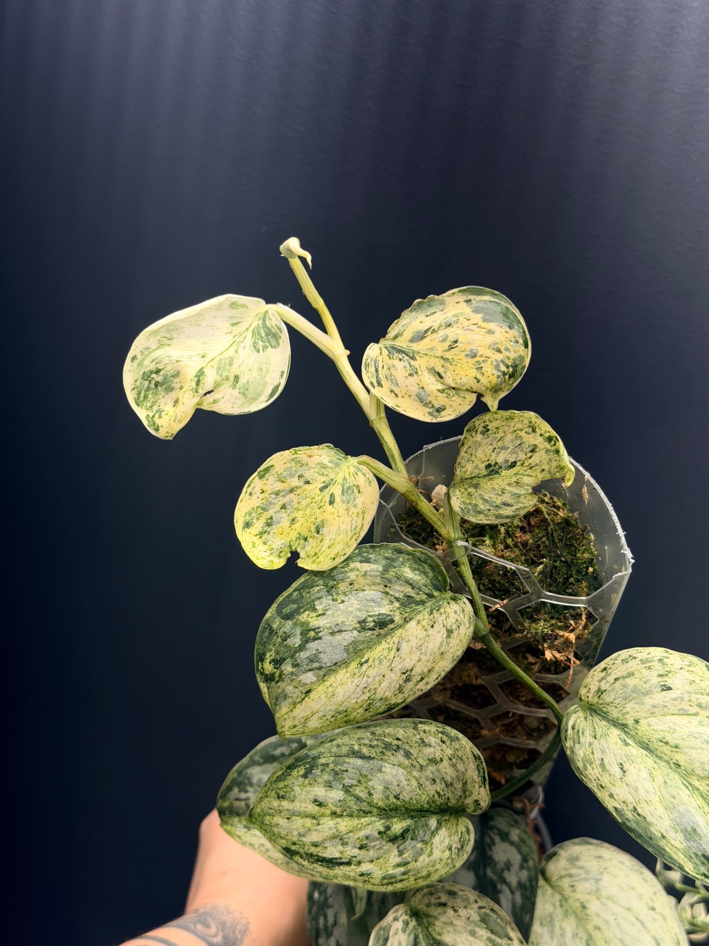 Scindapsus Peasun