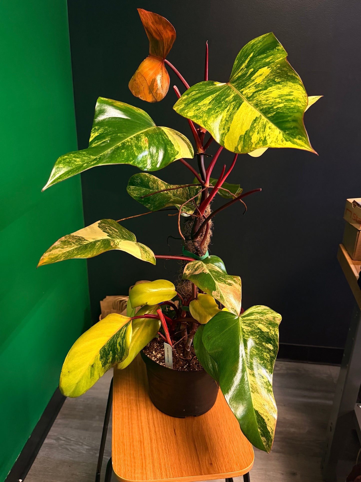 Philodendron Strawberry Shake