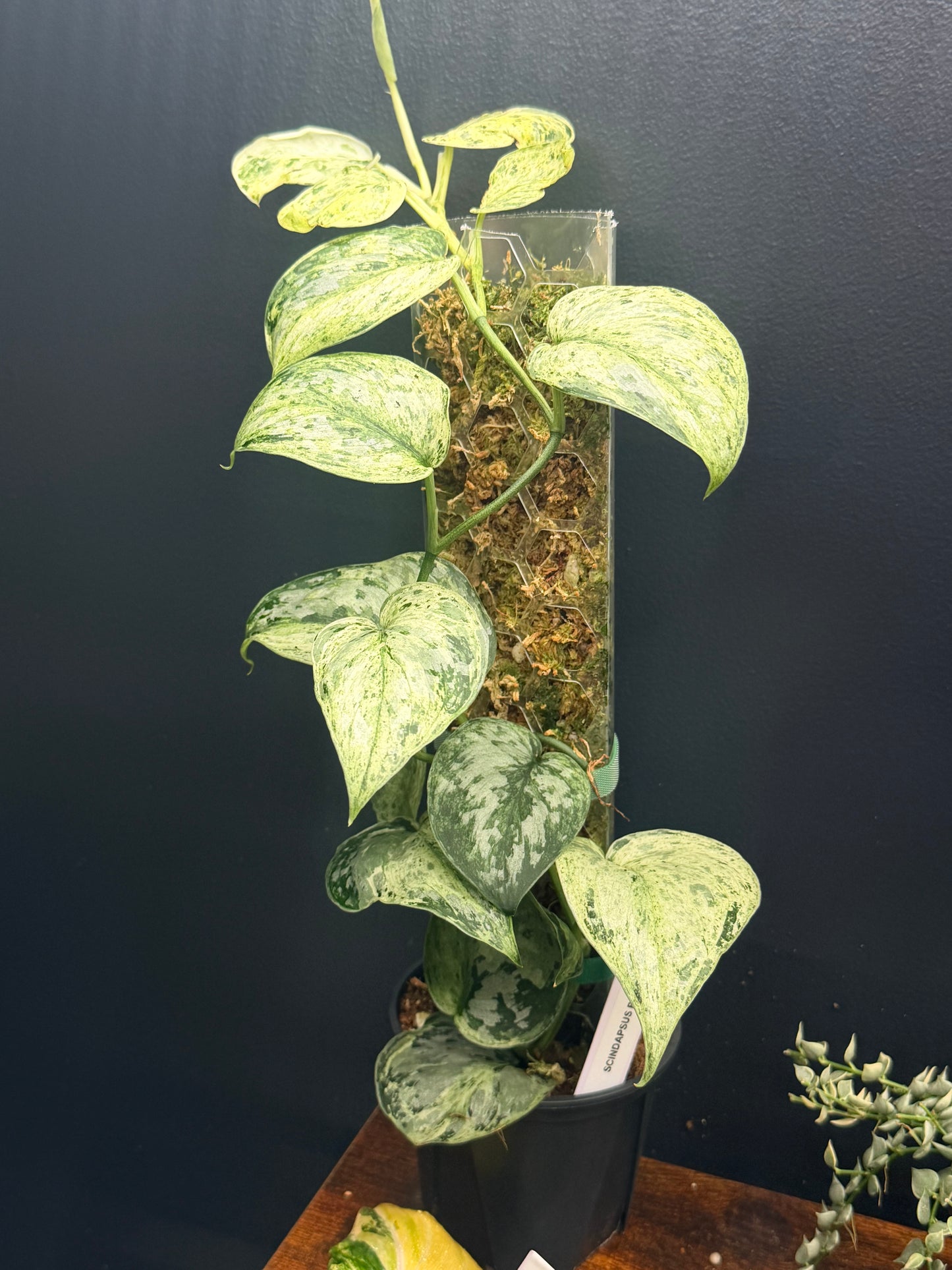 Scindapsus Peasun