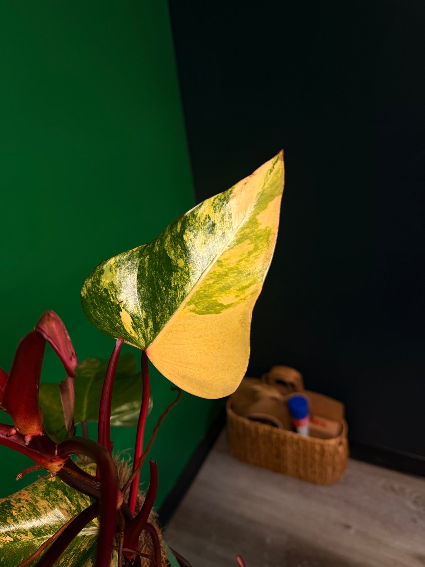 Philodendron Strawberry Shake