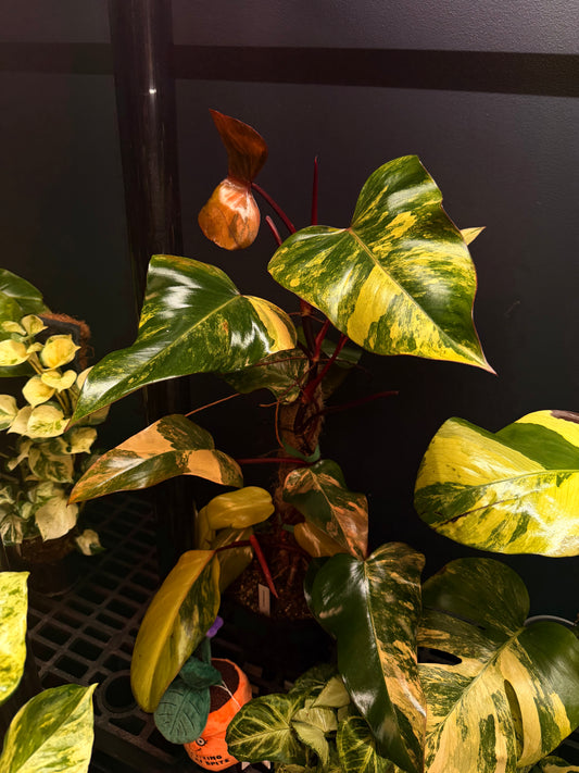 Philodendron Strawberry Shake