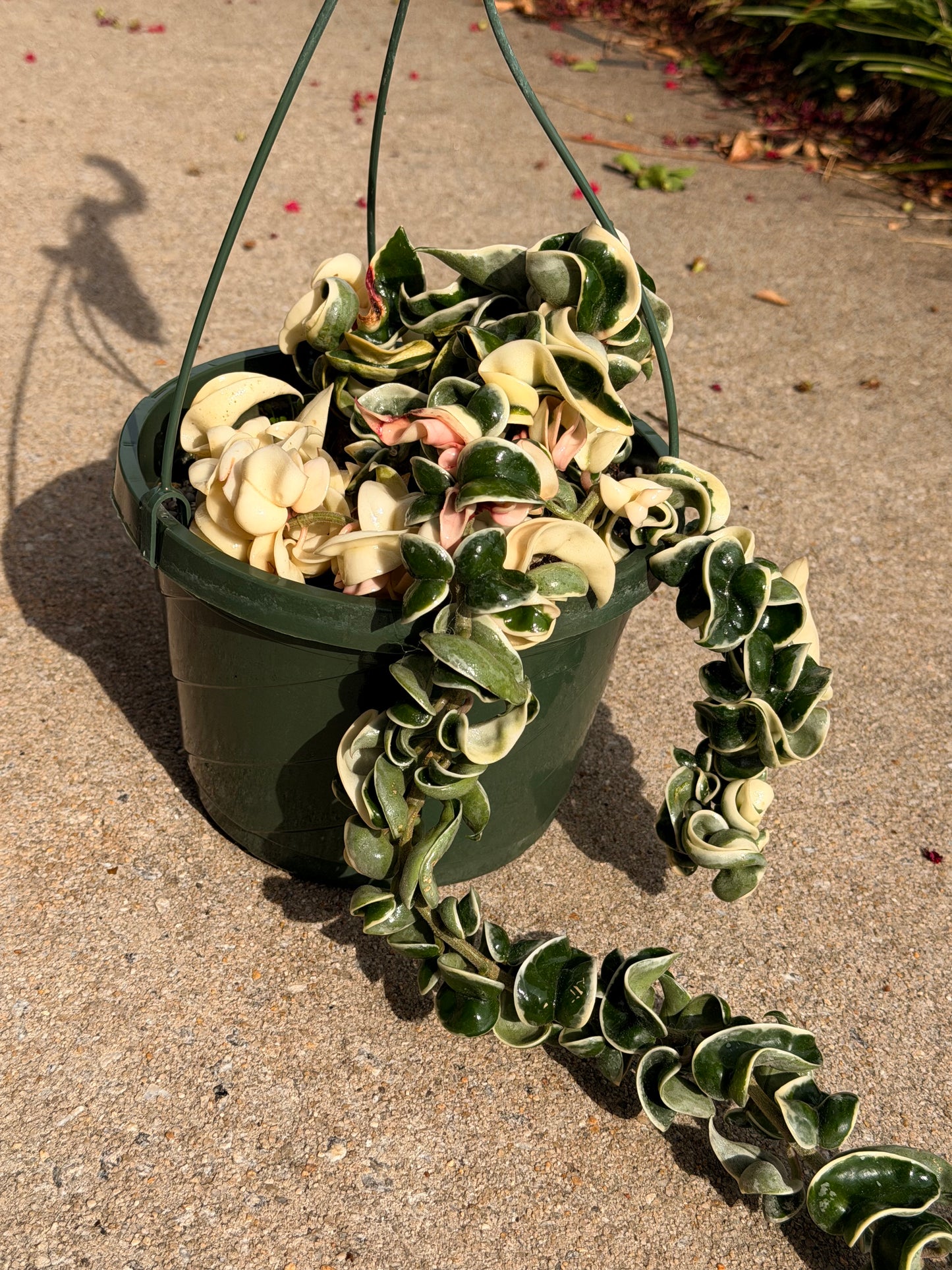 XXL Variegated Hoya Compacta