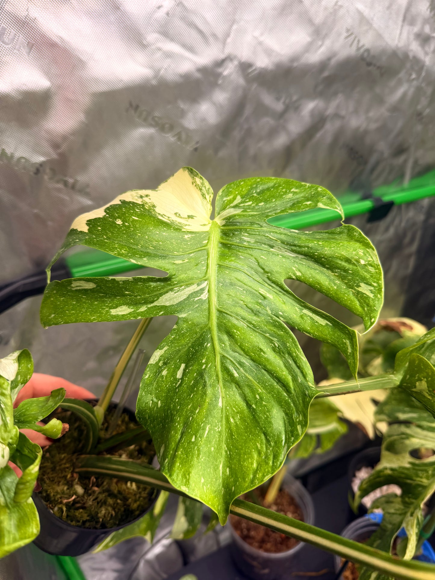 Monstera Medusa