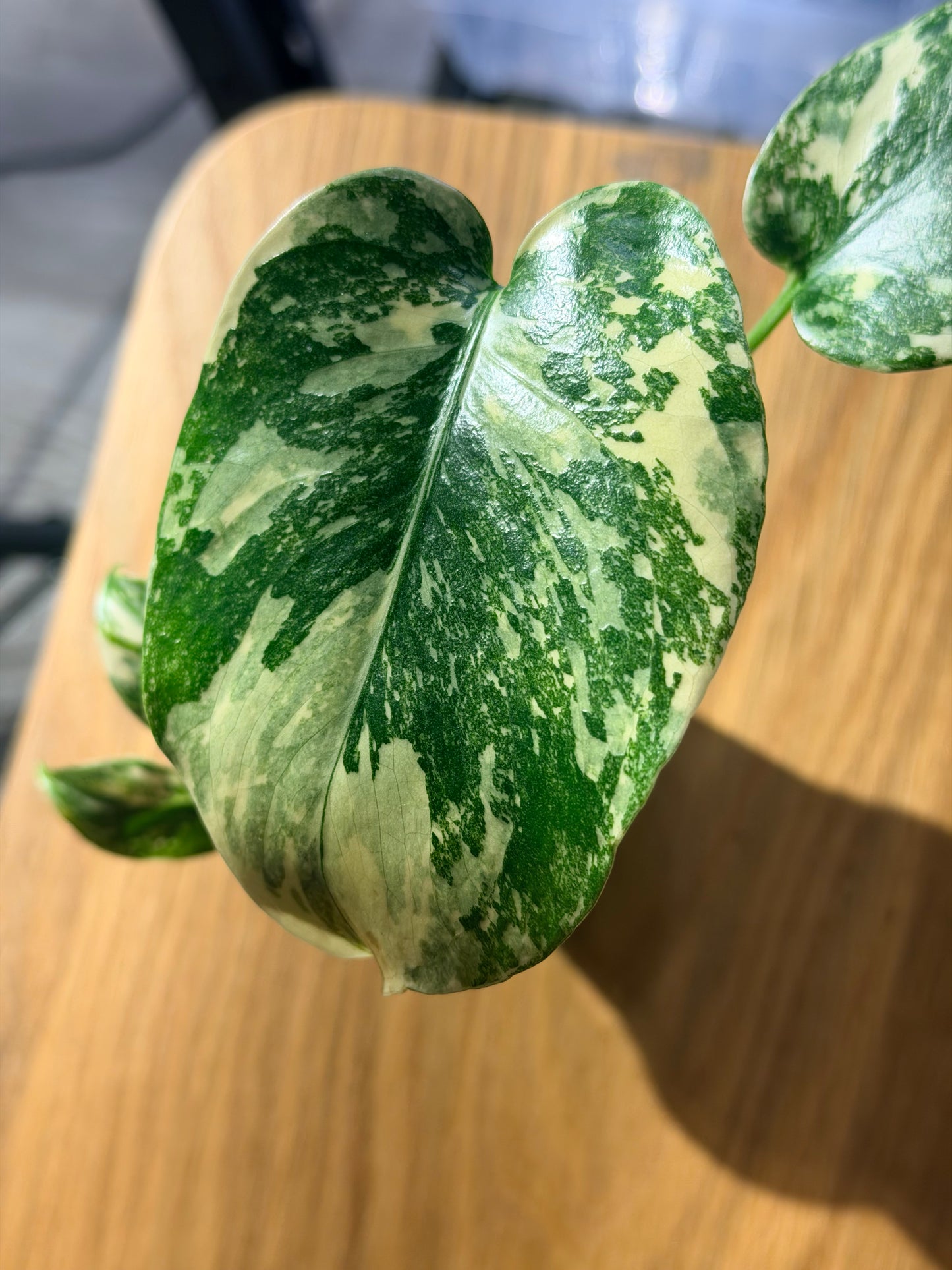Monstera D. Crème Brûlée