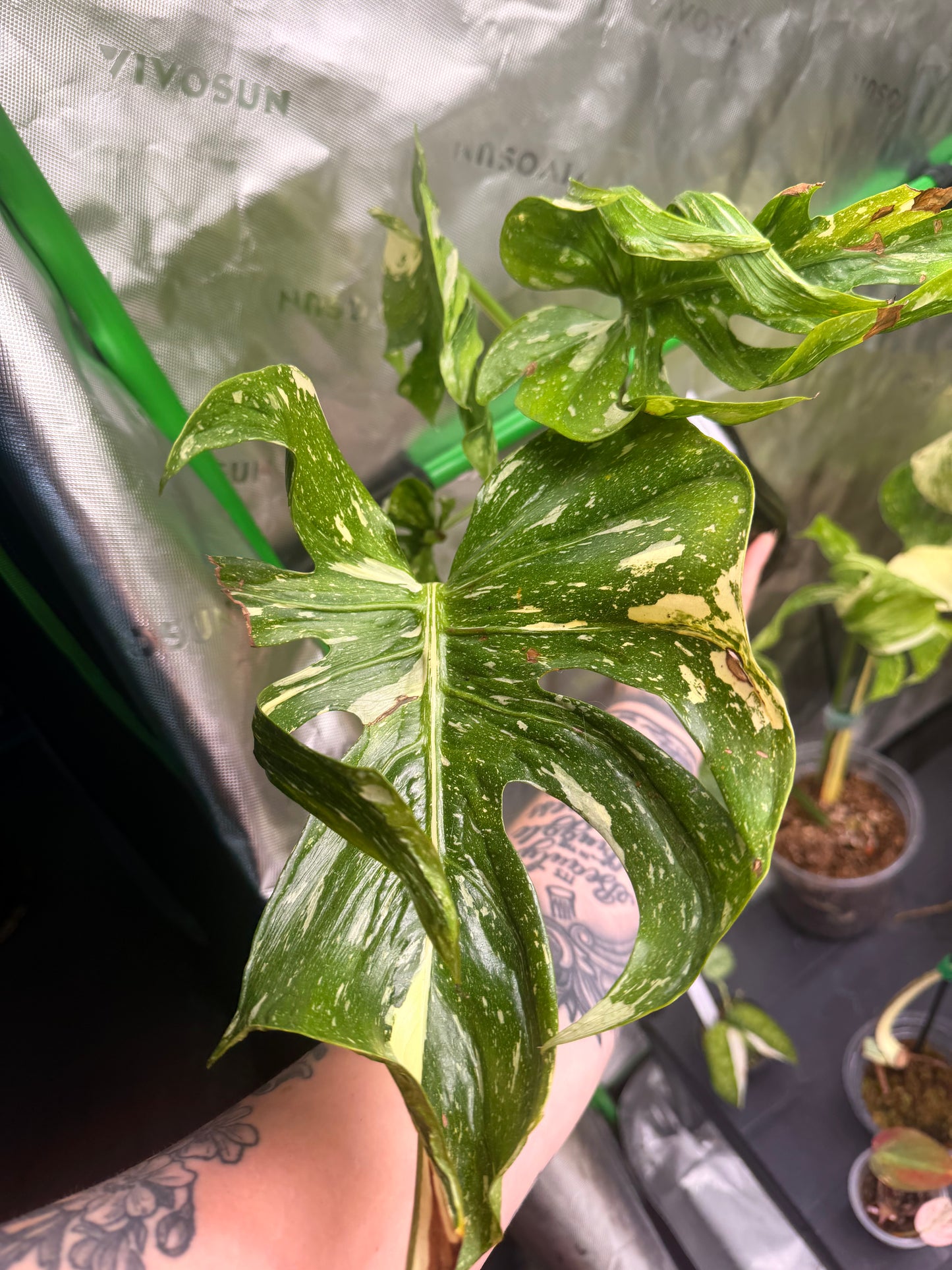Monstera Medusa