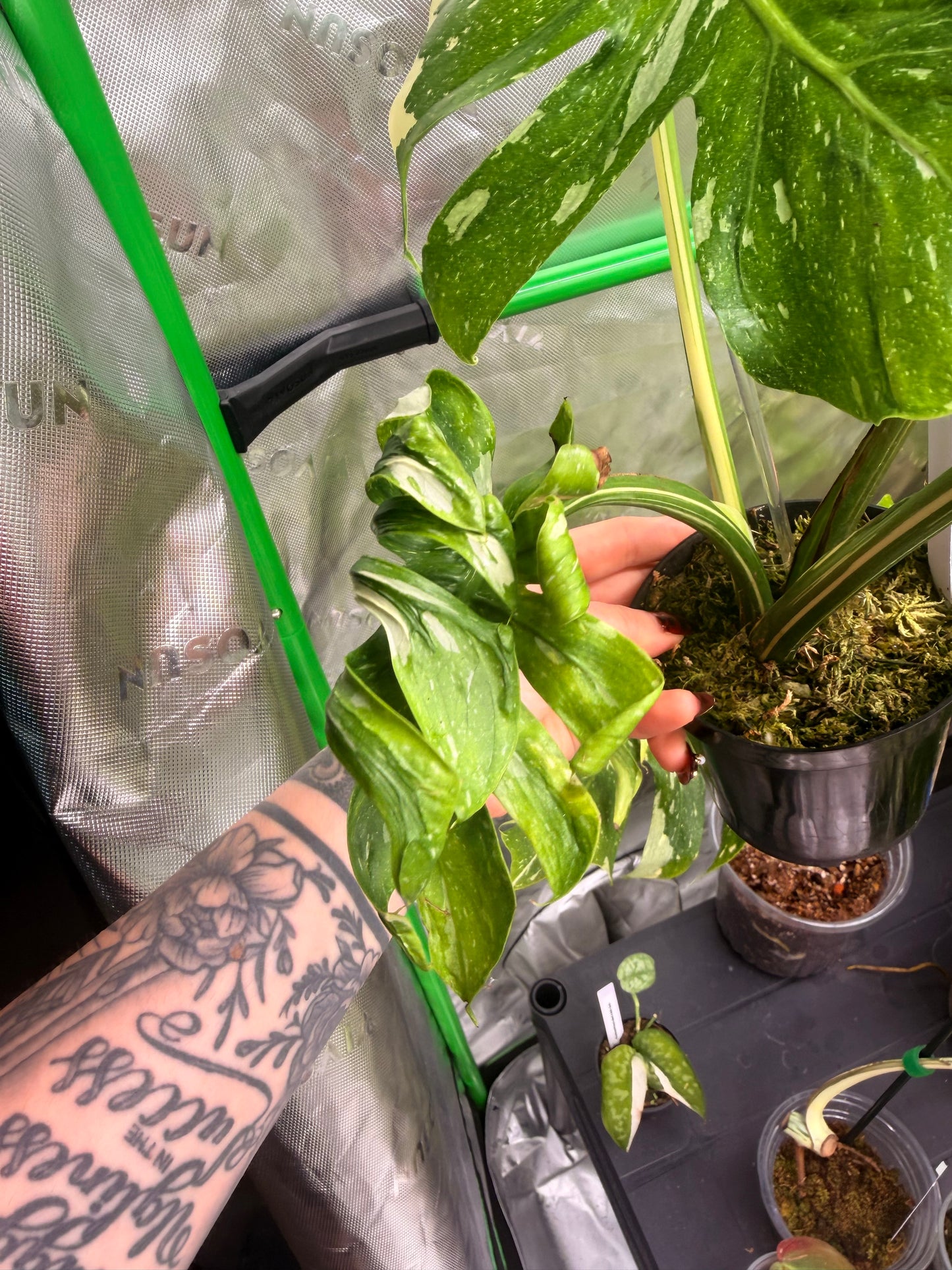 Monstera Medusa