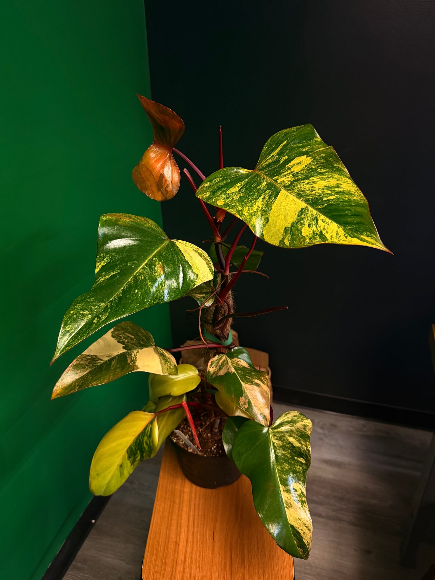 Philodendron Strawberry Shake