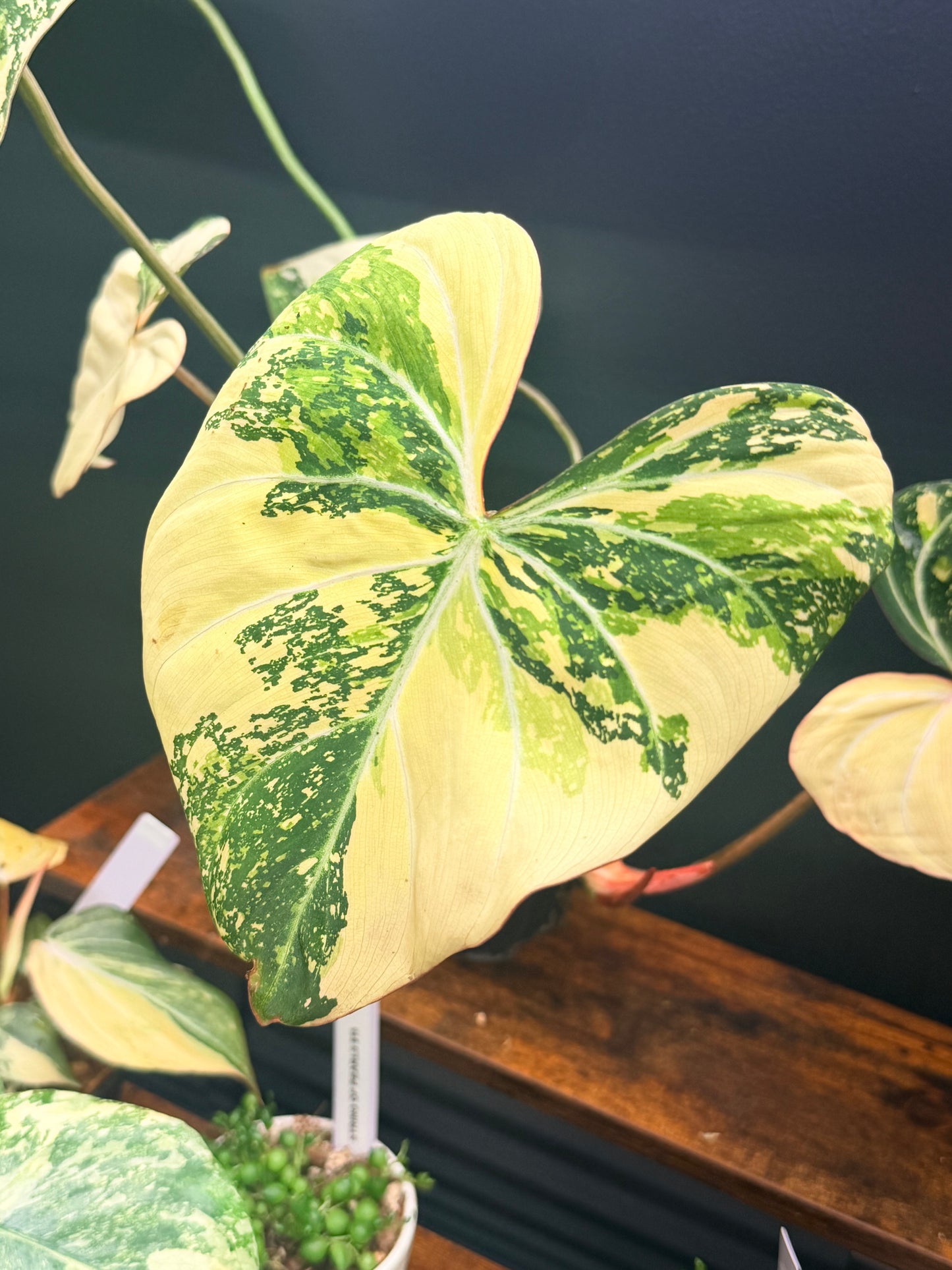 Variegated Philodendron Gloriosum