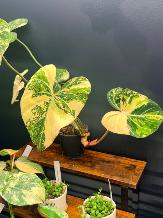 Variegated Philodendron Gloriosum