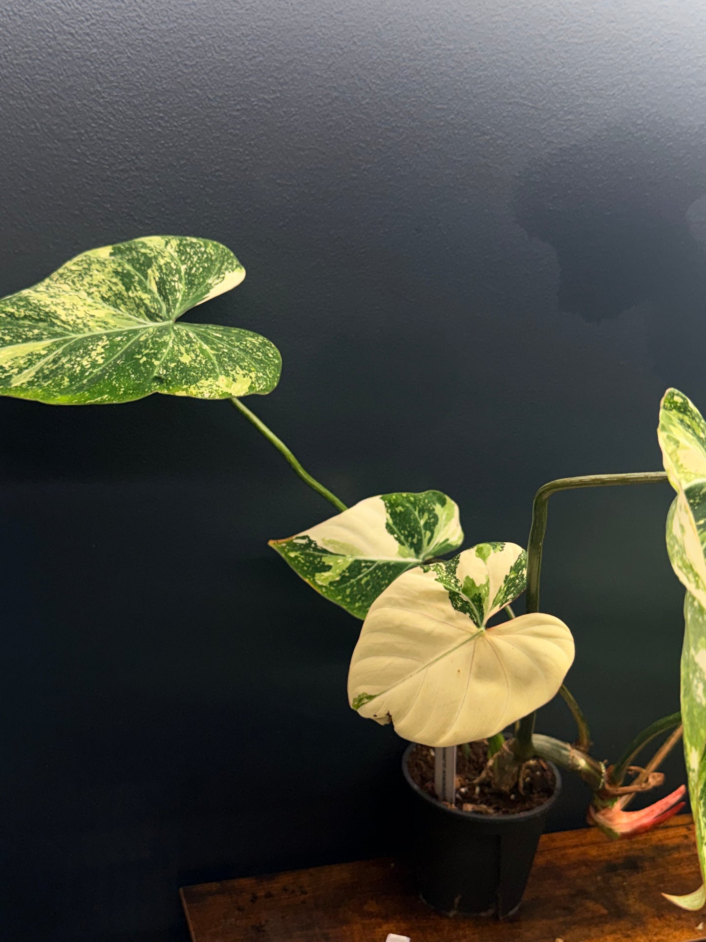 Variegated Philodendron Gloriosum