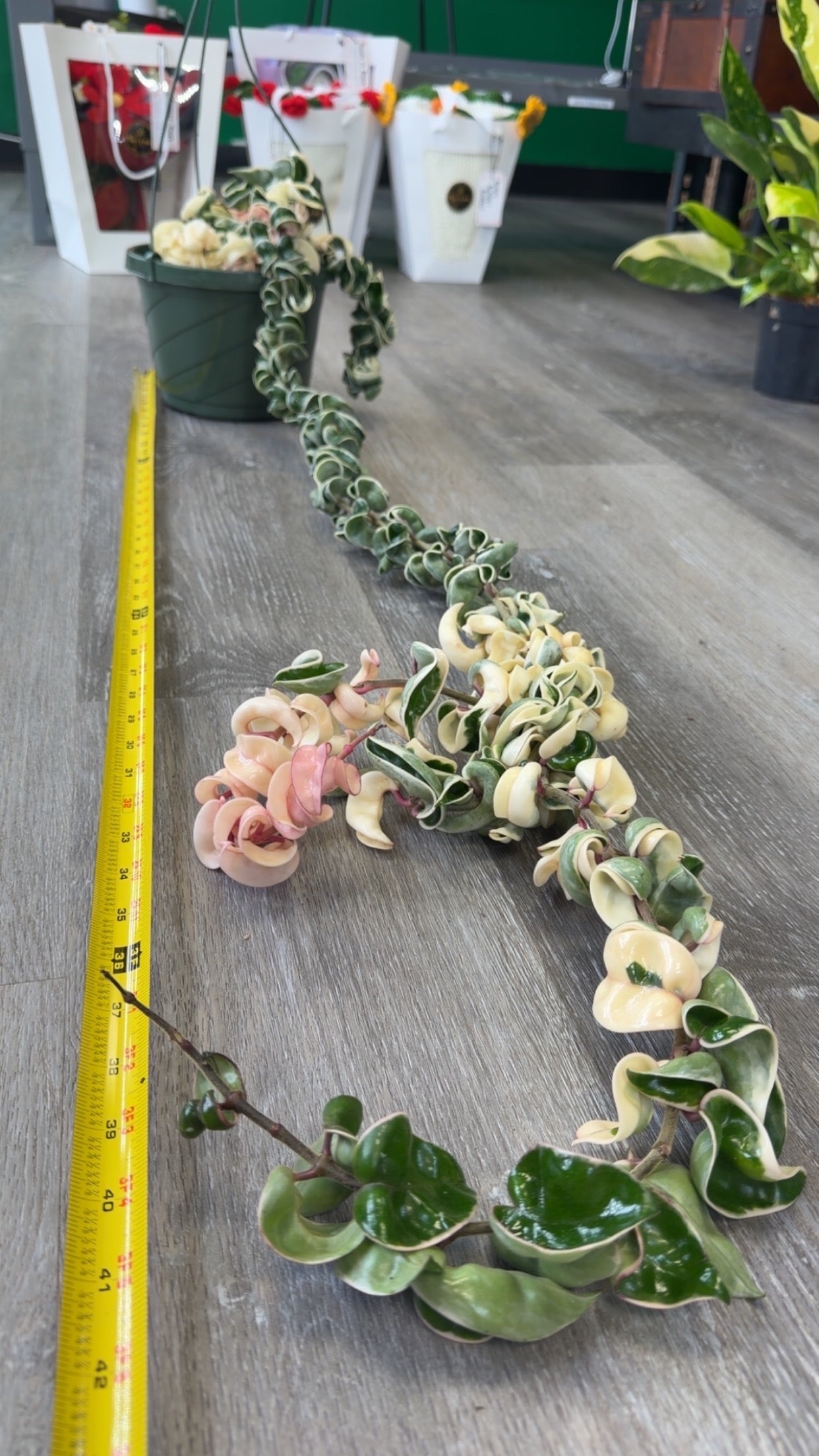 XXL Variegated Hoya Compacta