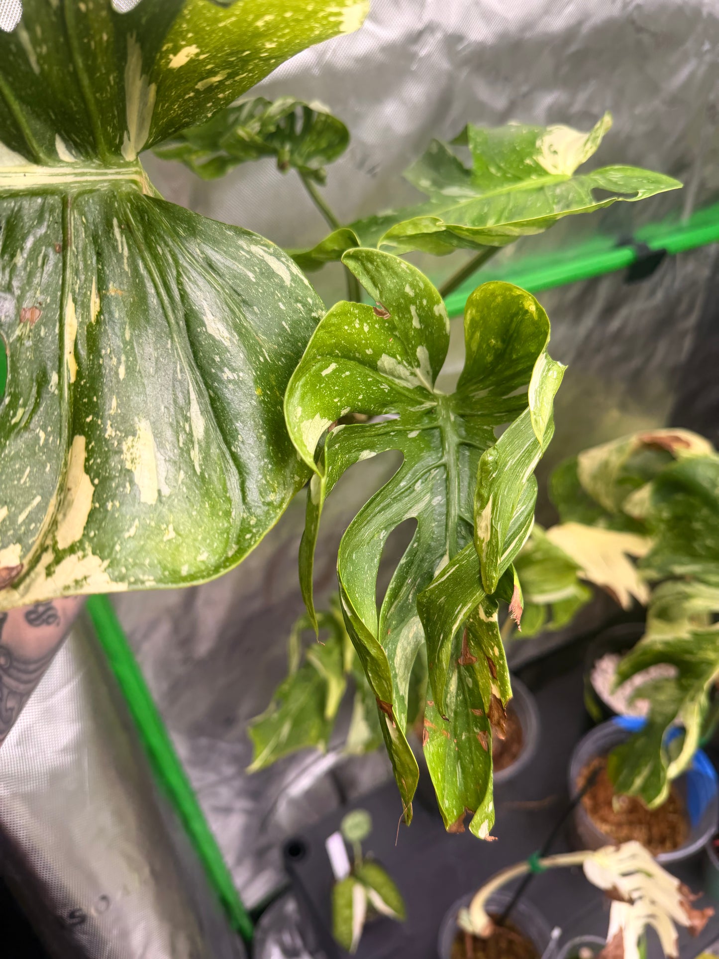 Monstera Medusa