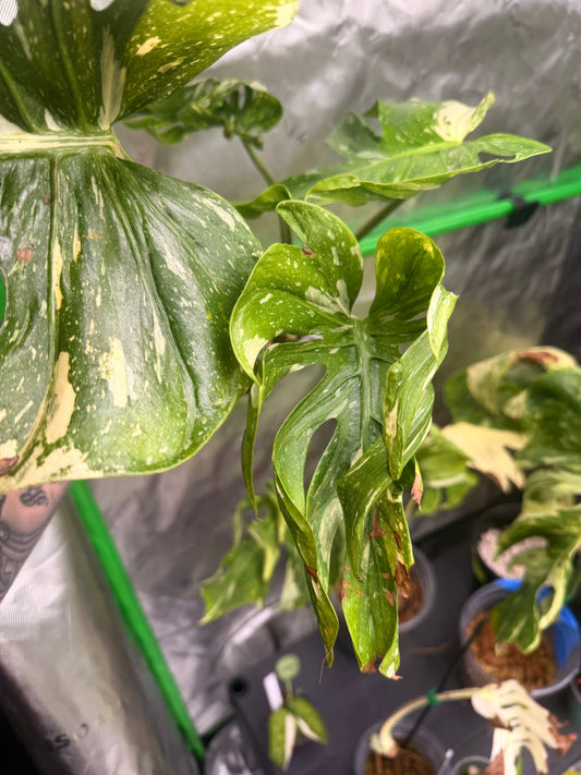 Monstera Medusa