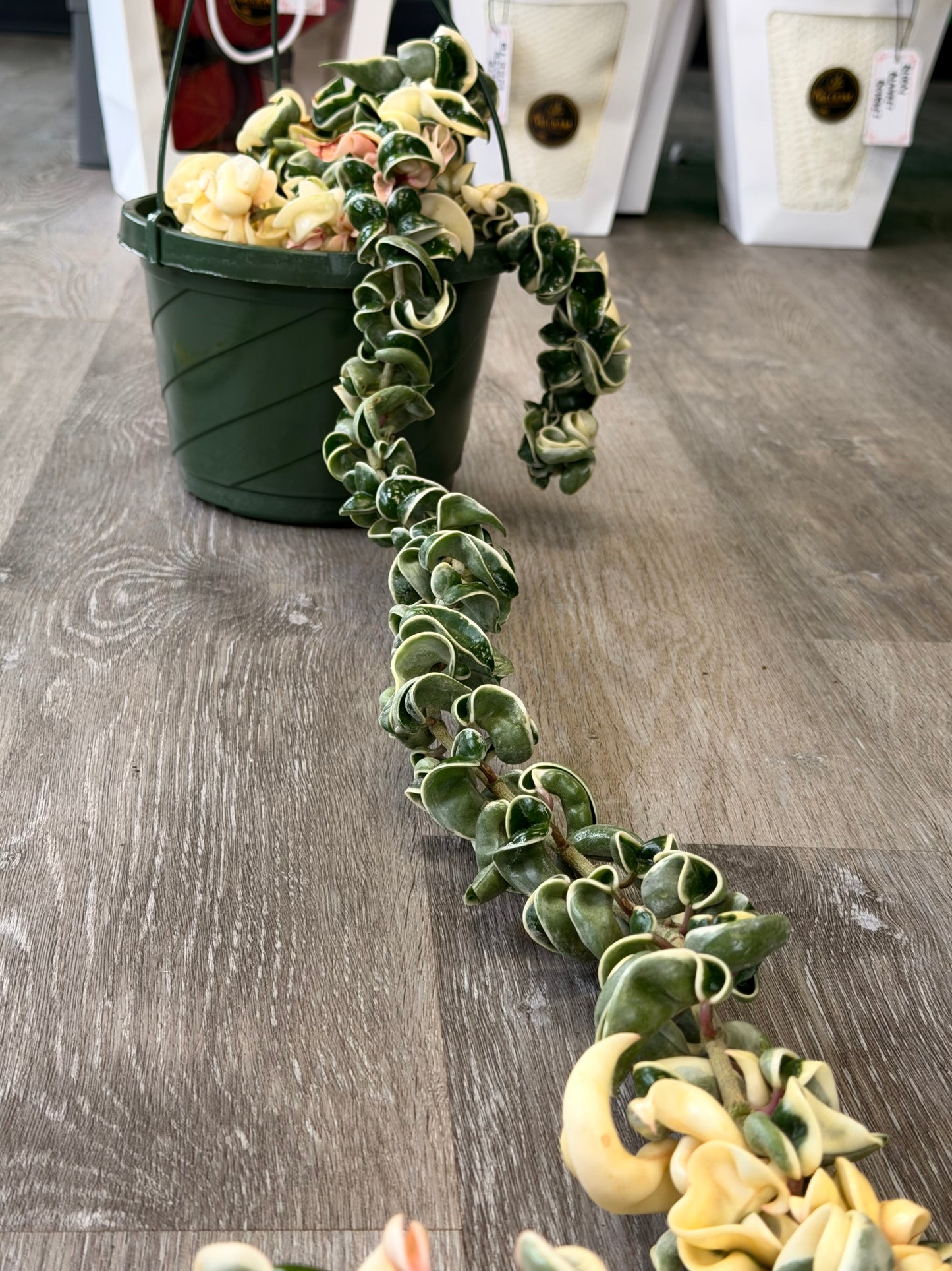 XXL Variegated Hoya Compacta