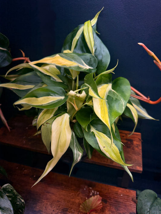 Philodendron Silver Stripe