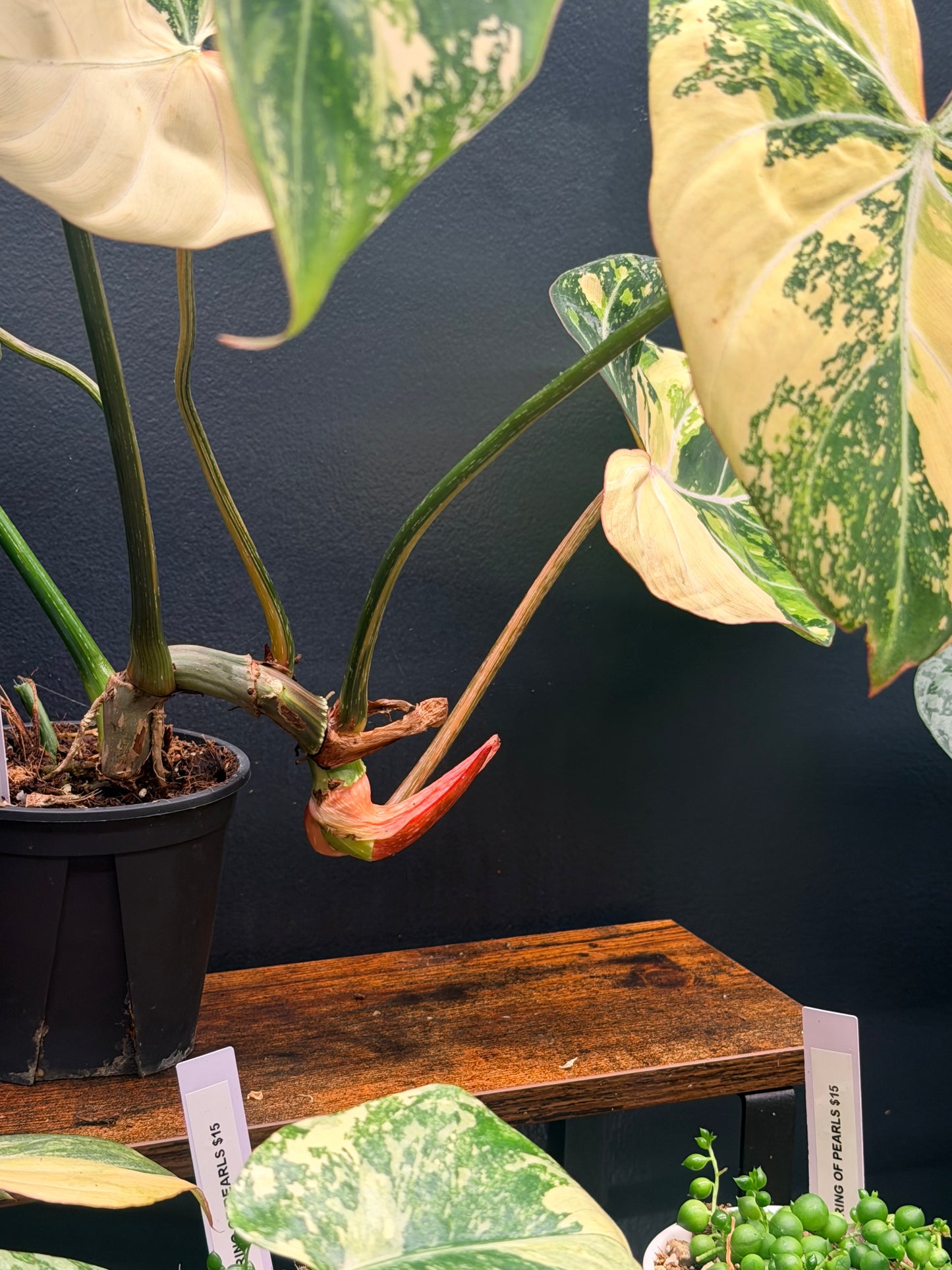 Variegated Philodendron Gloriosum