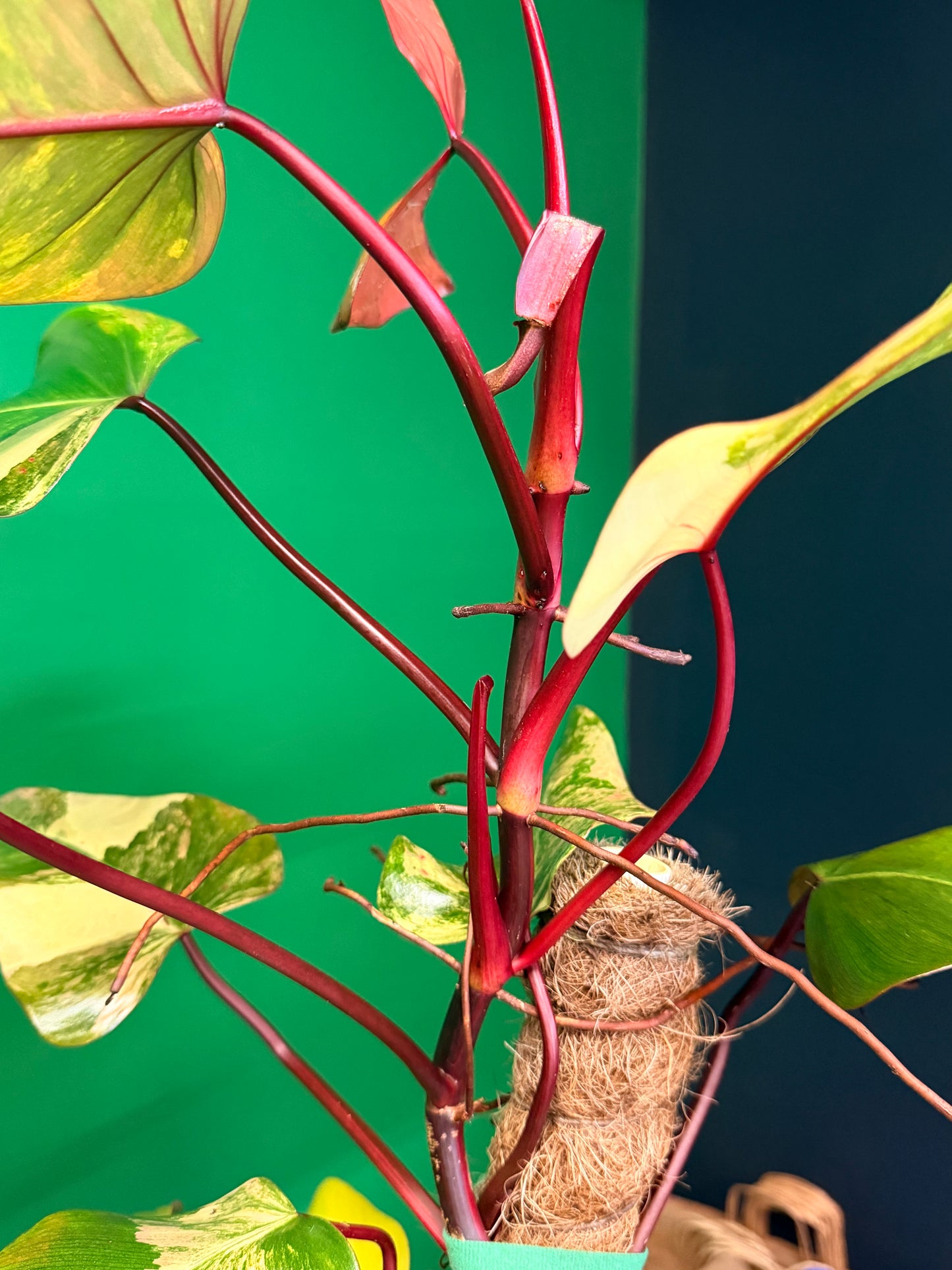 Philodendron Strawberry Shake