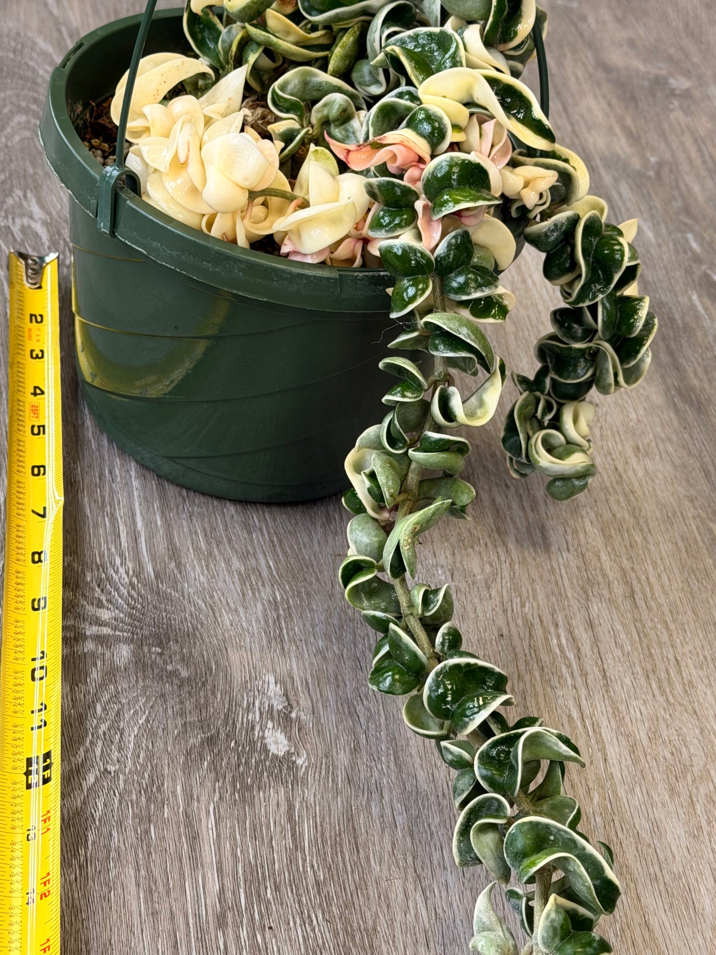 XXL Variegated Hoya Compacta
