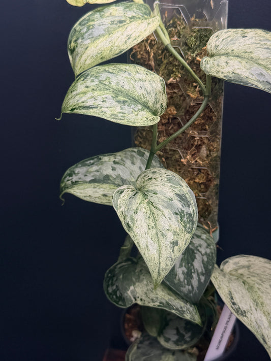 Scindapsus Peasun