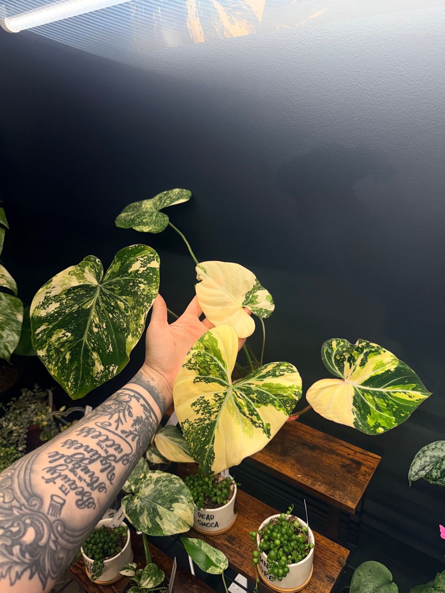 Variegated Philodendron Gloriosum