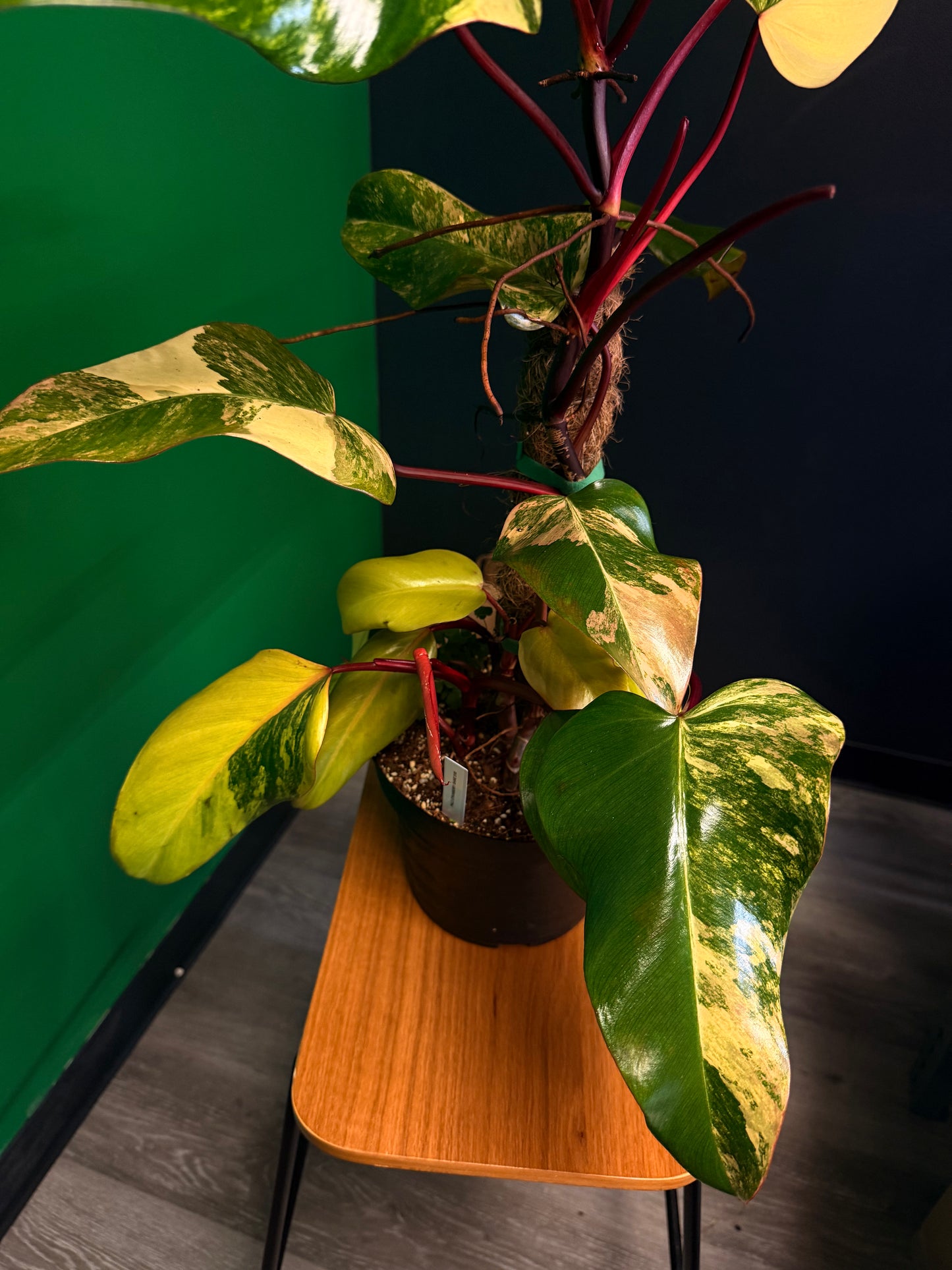 Philodendron Strawberry Shake