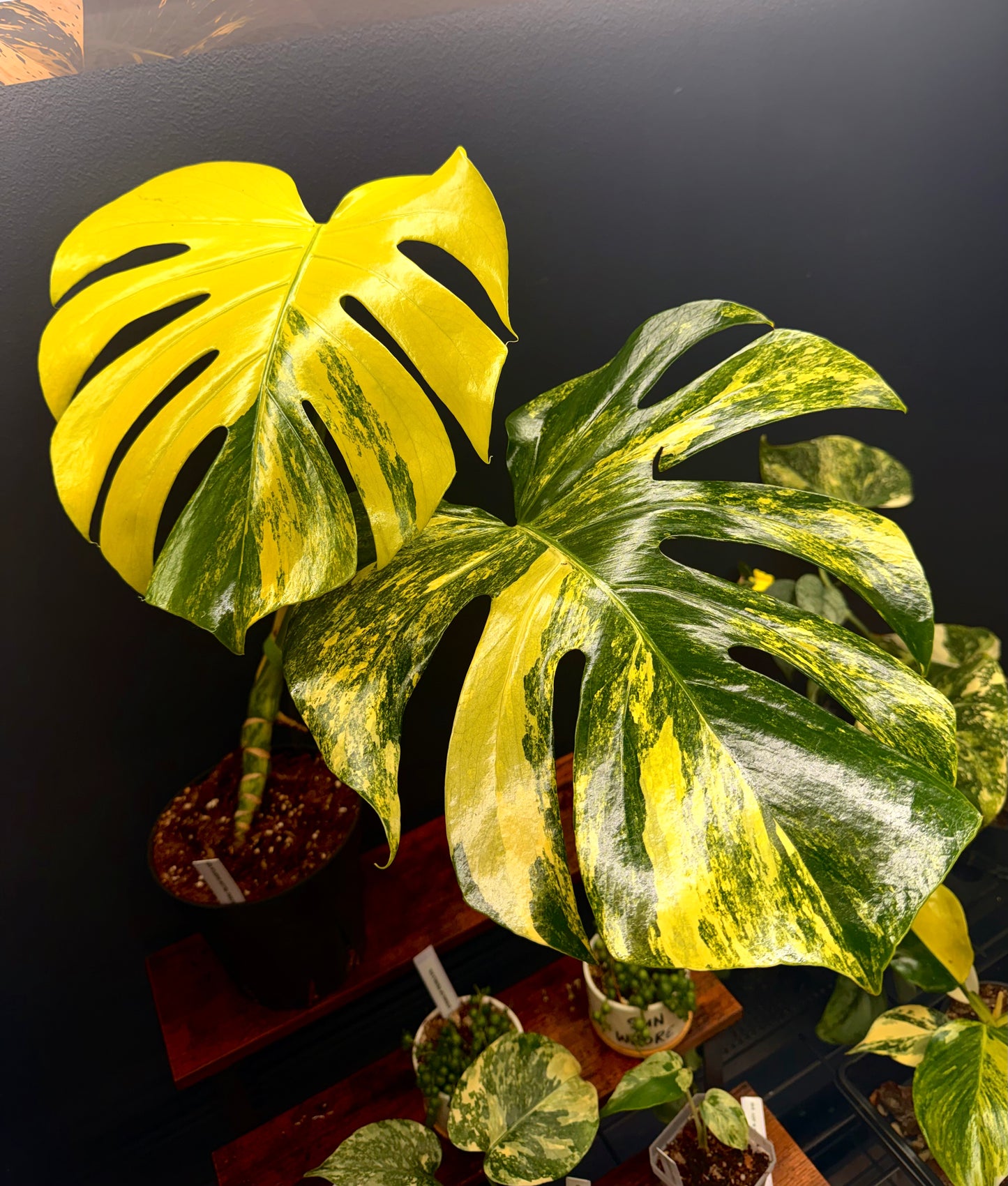 Monstera D. Yellow Marilyn