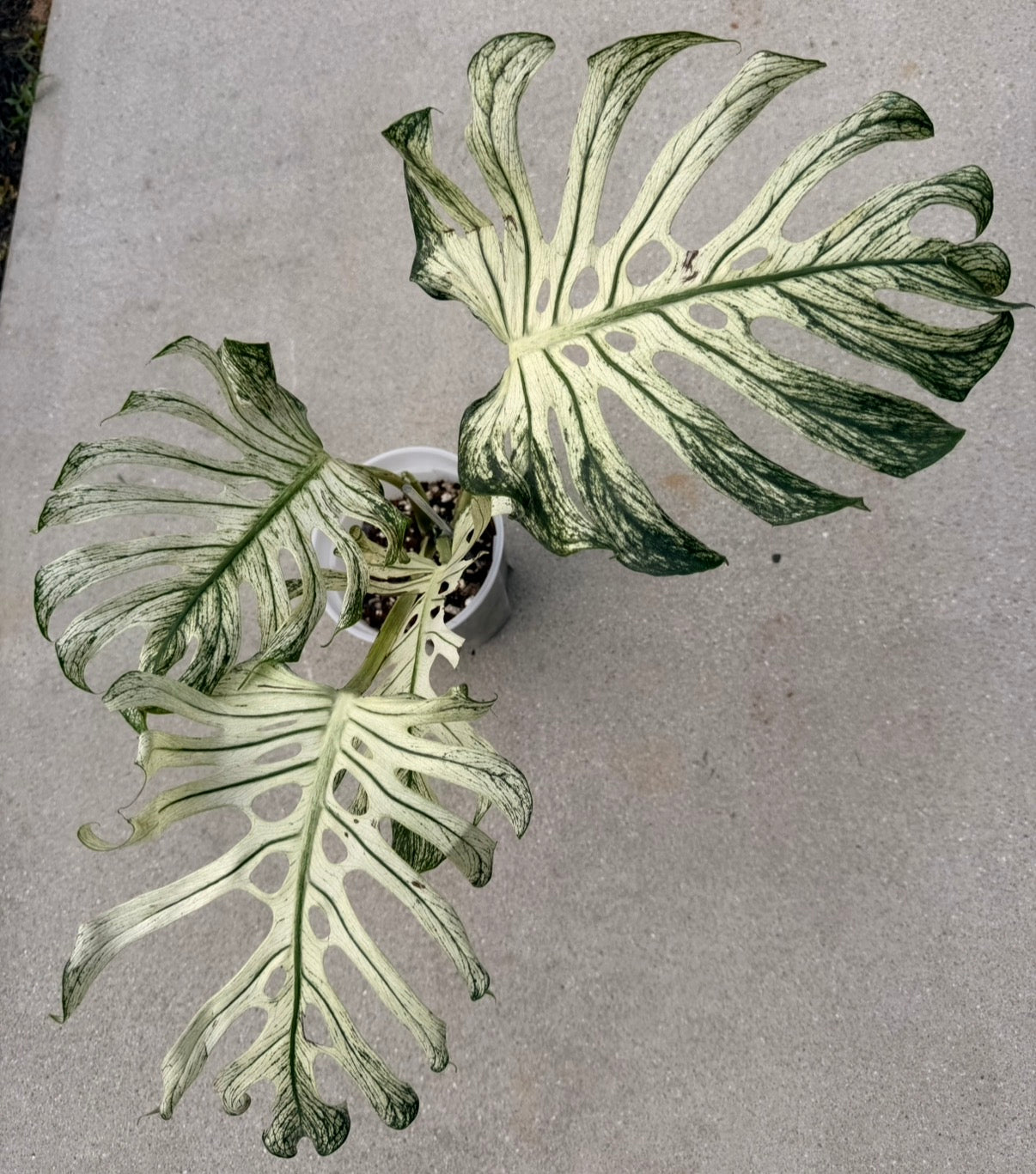 Monstera Devil Monster