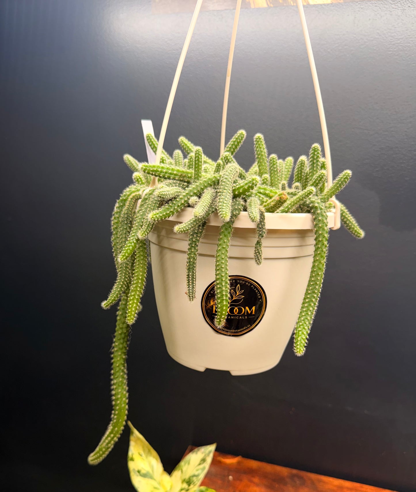 Peanut Cactus