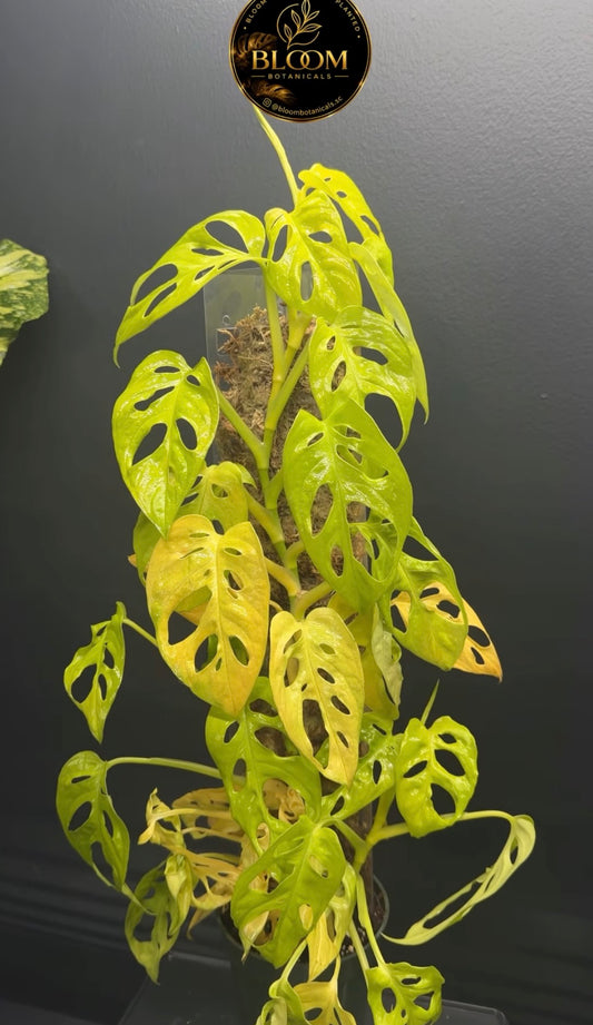 Monstera Adansonii Neon Cutting