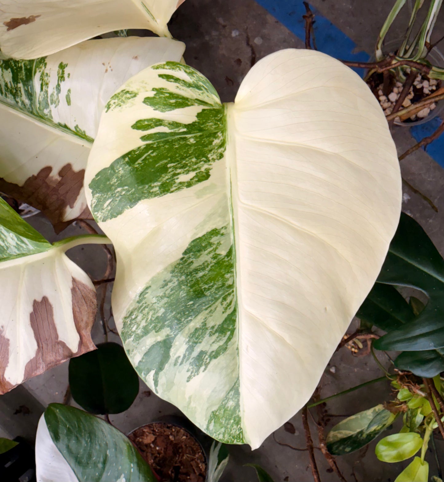 GC Monstera Borsigiana Albo