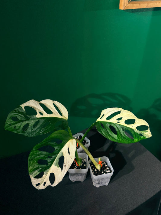 Monstera Adansonii Albo Cutting