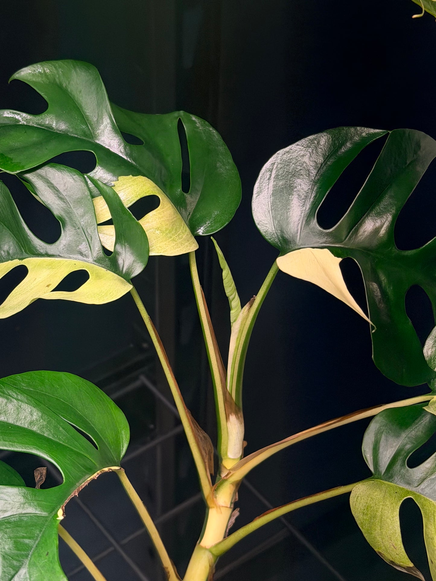 Rhaphidophora Tetrasperma Albo
