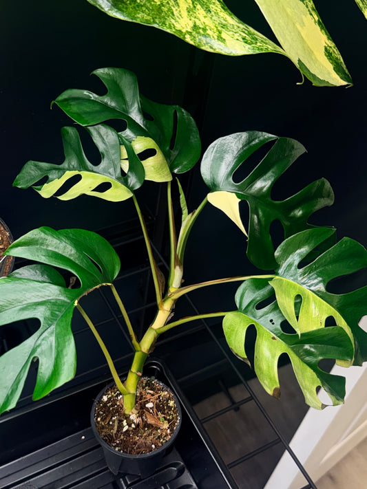 Rhaphidophora Tetrasperma Albo