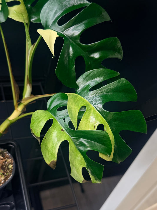 Rhaphidophora Tetrasperma Albo