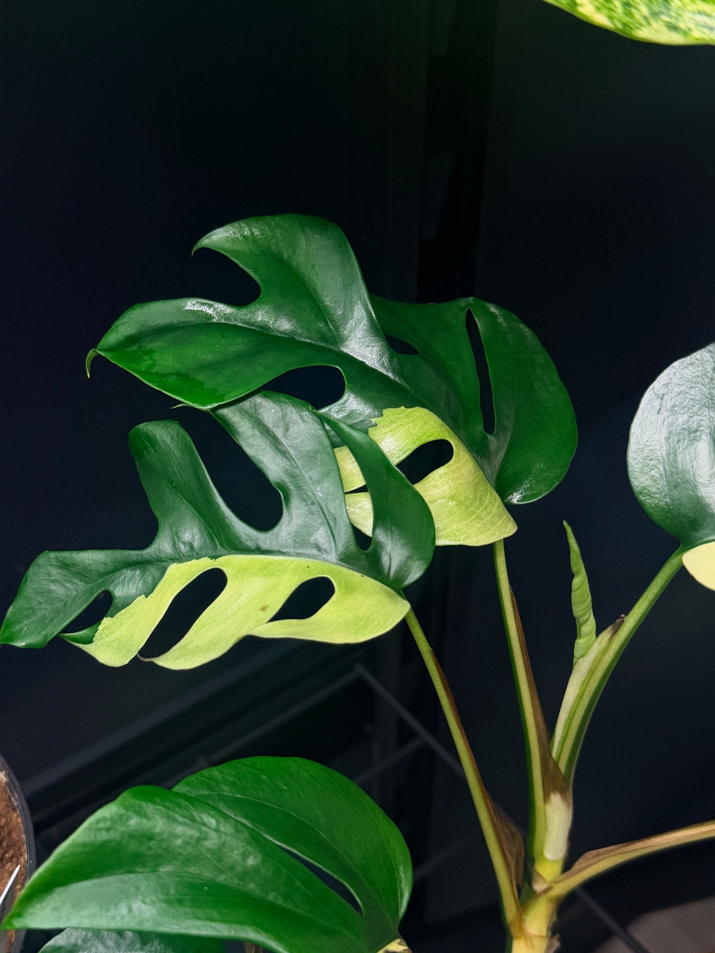 Rhaphidophora Tetrasperma Albo
