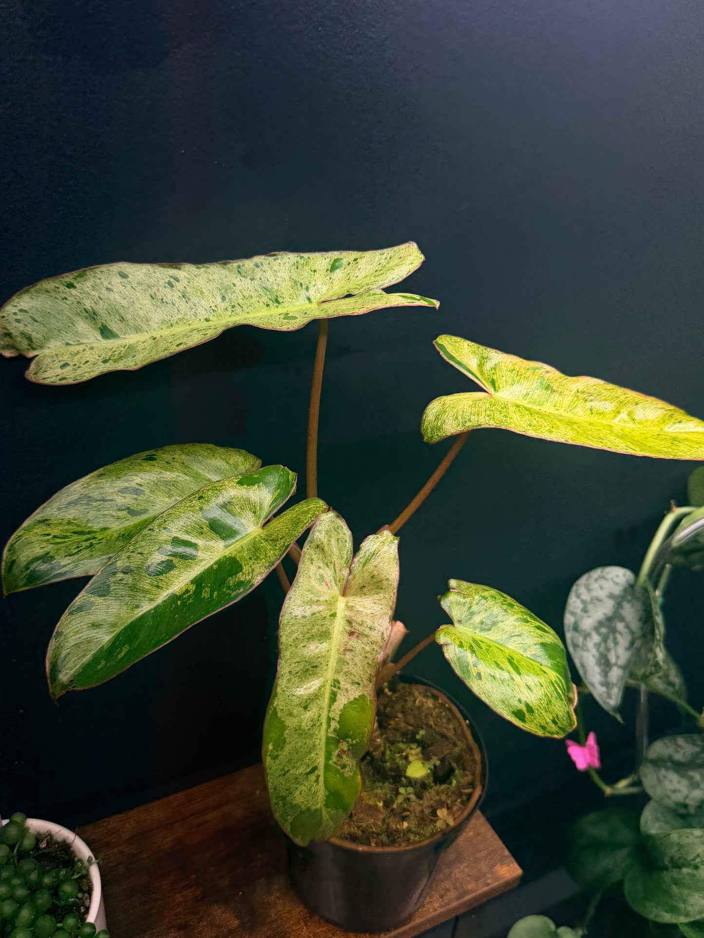 Philodendron Paraiso Verde