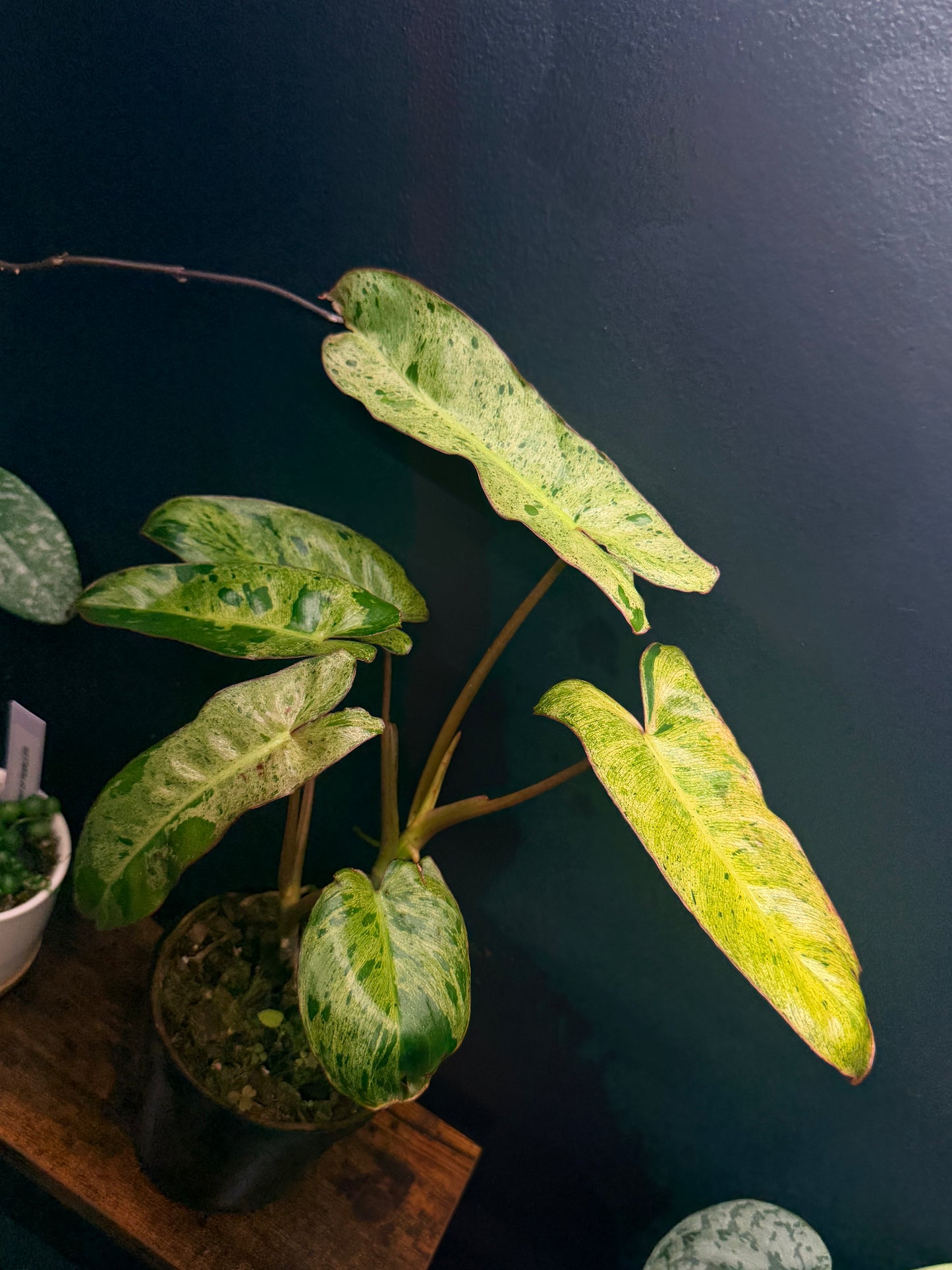 Philodendron Paraiso Verde