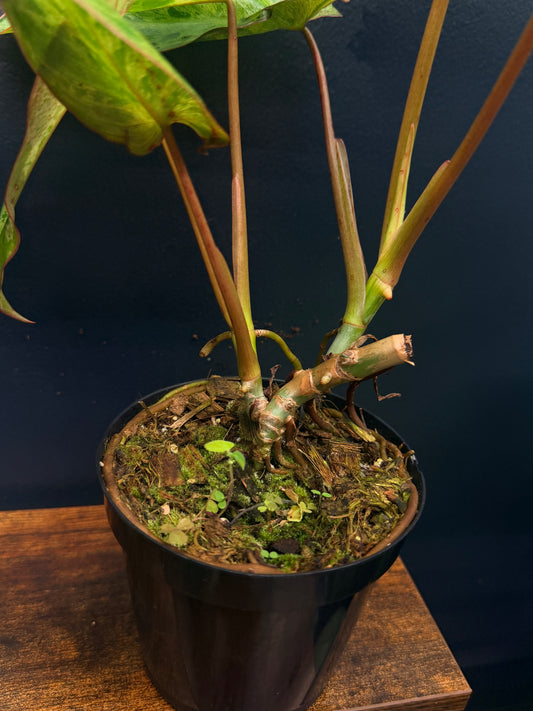 Philodendron Paraiso Verde