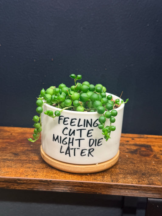String of Pearls
