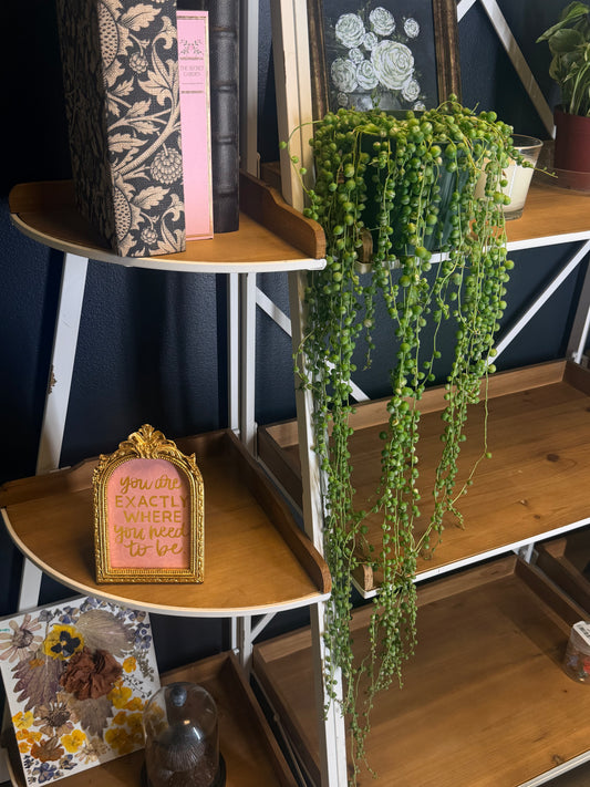 Variegated String of Pearls