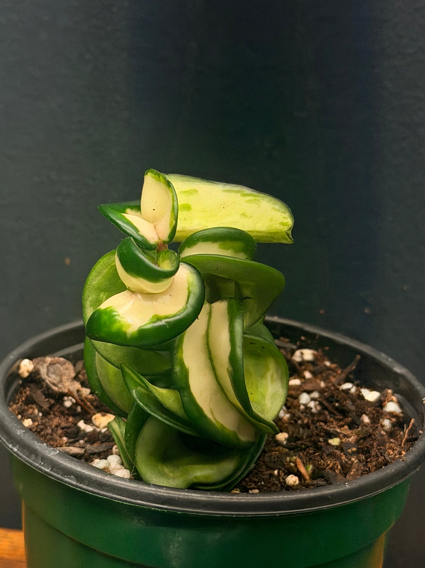 Hoya Compacta Mauna Loa