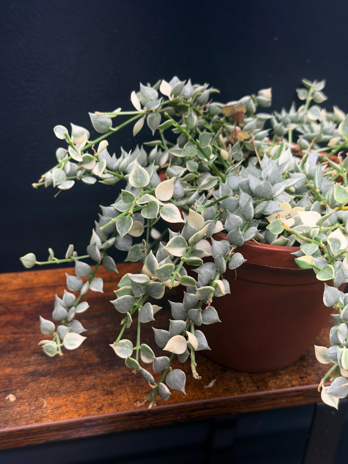Variegated Dischidia “Million Hearts”